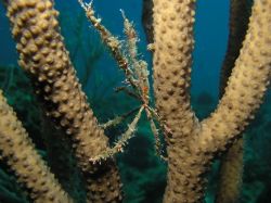 Neck Crab (Podochela sp.) Some pictures are all about loo... by John Brethauer 